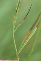 Laserpitium peucedanoides