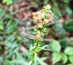 Digitalis laevigata