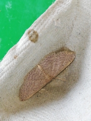 Idaea obsoletaria