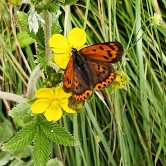 Lycaena panava