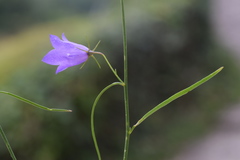 Campanula martinii