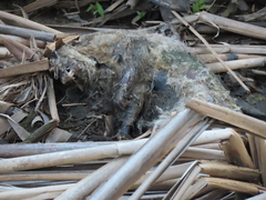 Hydromys chrysogaster