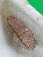 Idaea obsoletaria
