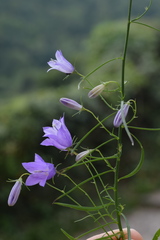 Campanula martinii