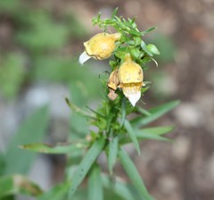Digitalis laevigata