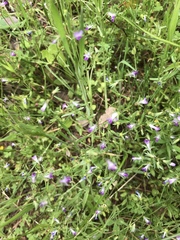 Collinsia sparsiflora