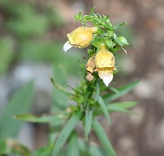 Digitalis laevigata