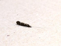 Athripsodes albifrons