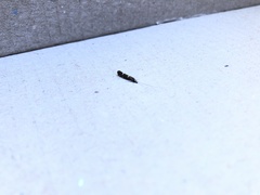 Athripsodes albifrons