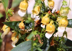 Digitalis laevigata
