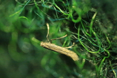 Aspilapteryx tringipennella