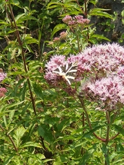 Euplagia quadripunctaria