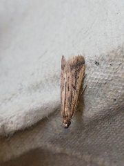 Gymnancyla ruscinonella