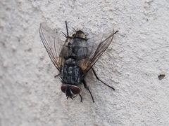 Billaea pectinata