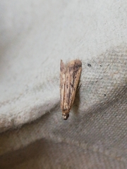 Gymnancyla ruscinonella