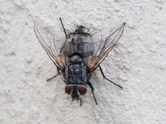 Billaea pectinata
