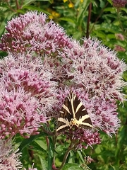 Euplagia quadripunctaria