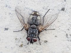 Billaea pectinata