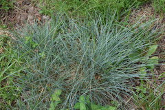 Festuca rupicola