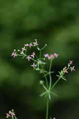 Galium rubrum