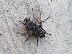 Billaea pectinata