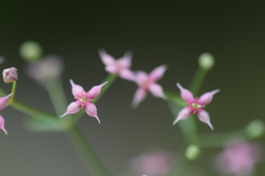 Galium rubrum