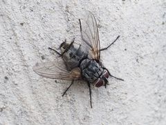 Billaea pectinata