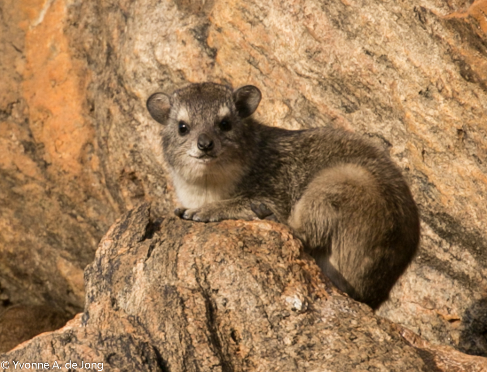 Bush Hyraxes (Heterohyrax) - Know Your Mammals