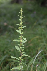 Solidago virgaurea virgaurea