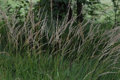 Calamagrostis varia