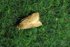 Nycteola asiatica
