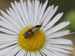 Nemophora minimella