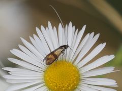Nemophora minimella
