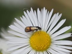 Nemophora minimella