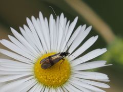 Nemophora minimella