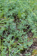 Chamaecytisus purpureus