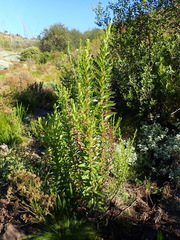 Senecio multibracteatus