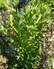 Senecio multibracteatus