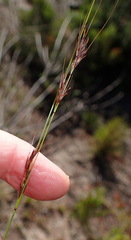 Schoenus graciliculmis