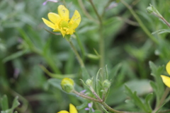 Ranunculus oxyspermus