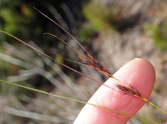 Schoenus graciliculmis