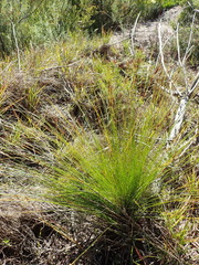 Schoenus graciliculmis