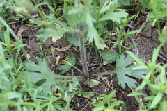 Ranunculus oxyspermus