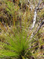 Schoenus graciliculmis