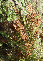 Erica leucopelta