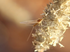 Ephemeroptera