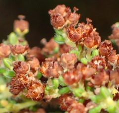 Erica leucopelta