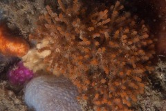 Margaretta levinseni