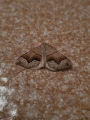 Scotopteryx