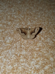 Scotopteryx